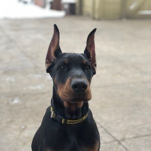 Meet your Posher, Eric